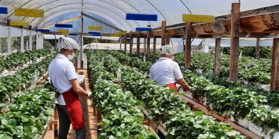 Projetos voltados à agricultura familiar estão entre os mais votados na Consulta Popular