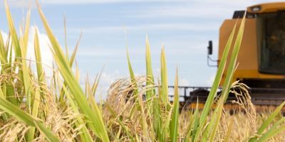 Colheita do arroz no Estado chega a 64,4% da área plantada
