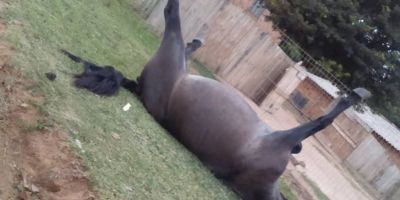 Morador reclama a não retirada de cavalo morto em frente de propriedade rural em Camaquã