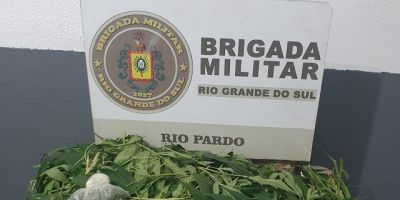 Após denúncias, BM descobre plantação de maconha em casa de idoso no RS