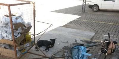 Discussão entre defensora de animais e catador acaba na polícia, em Tapes