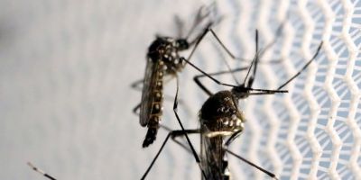 Aumenta preocupação com doenças ligadas ao Aedes aegypti no verão