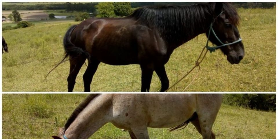 Decrab recupera cavalos furtados de potreiro em Camaquã 
