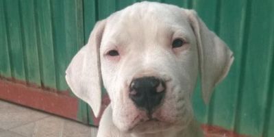 Filhote de Dogo Argentino foge de residência em Camaquã. Gratifica-se quem devolvê-la ao dono