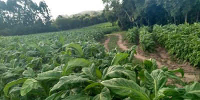 Deputados aprovaram socorro a pequenos agricultores durante pandemia