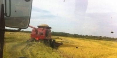 Estado tem 78,3% da área de arroz colhida