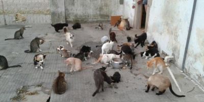 Família precisa de ajuda para manter gatos, em Tapes