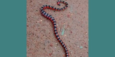 Cobra coral é encontrada nos fundos de casa de moradora de Camaquã