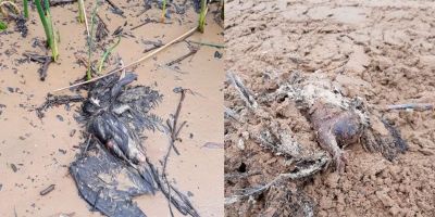 Dezenas de aves mortas chamam atenção em Arambaré