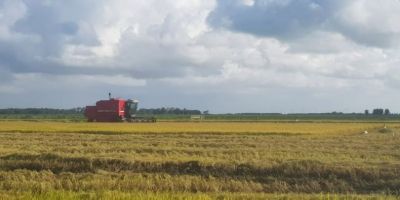 Começa a colheita do arroz no RS