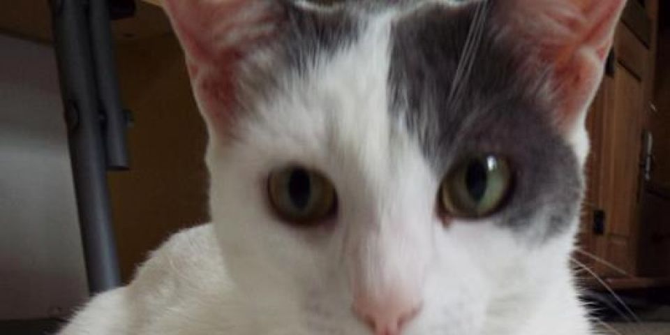 Gatinha desaparecida em Camaquã. Gratifica-se