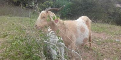 Cabras e bode são furtados no interior de Camaquã