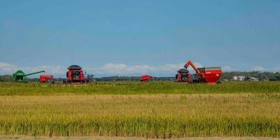 31ª Abertura Oficial da Colheita do Arroz ocorre de forma híbrida a partir desta terça