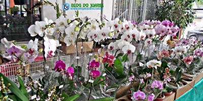 XXII Exposição Regional de Orquídeas de Camaquã será nos dias 9 e 10 de maio