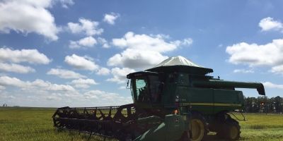 Colheita do arroz no Estado se aproxima do final com 87,4% da área colhida