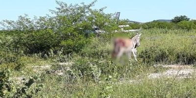 Avião com vacinas colide contra jegue durante pouso