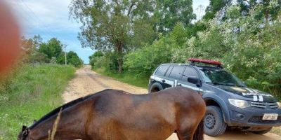 Decrab de Camaquã captura foragido da Justiça e recupera cavalo furtado