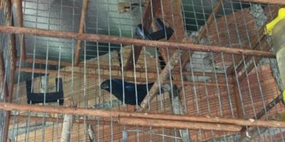 Polícia Civil realiza investida contra tráfico de animais em Cerro Grande do Sul