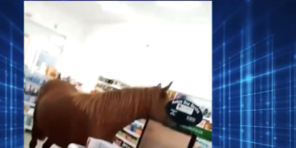 VÍDEO: cavalo é flagrado dentro de farmácia 