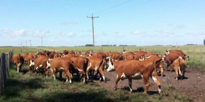 Secretaria da Agricultura libera R$ 5 milhões para aquisição de sementes forrageiras