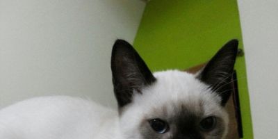 Gatinho Siamês que atende pelo nome de Caíque está desaparecido em Camaquã