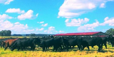 Fepagro introduz raça Brangus para melhorar qualidade da carne