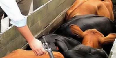 Começou na sexta-feira a campanha de vacinação contra febre aftosa no RS