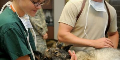 Cirurgias veterinárias podem ser suspensas para reduzir uso de insumos