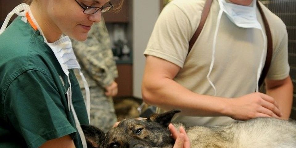 Cirurgias veterinárias podem ser suspensas para reduzir uso de insumos
