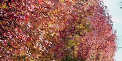 Defesa Civil alerta para primeira onda de frio que chega ao Estado