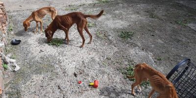 Mulher é presa em flagrante por maus-tratos a animais em Canoas