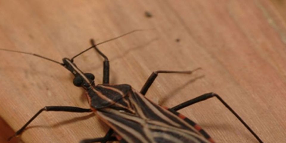 Fiocruz: acordo vai combater transmissão congênita da doença de Chagas