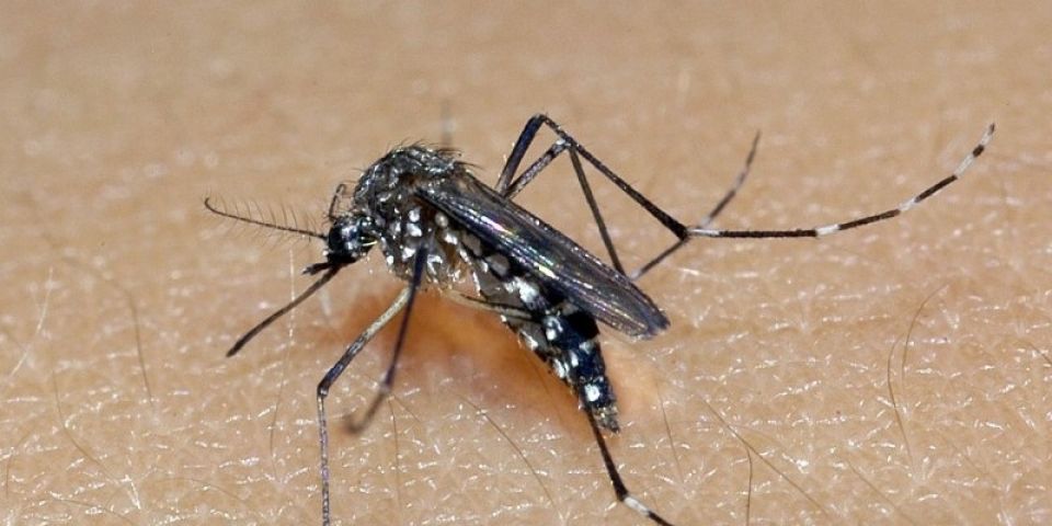 Estratégia para conter a proliferação do Aedes Aegypti reúne municípios do RS