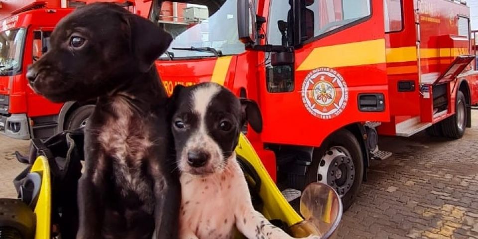 Cães que apareceram nos bombeiros estão para adoção no Canil Municipal de Camaquã