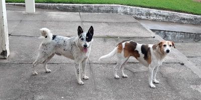 Pesquisa mostra taxa maior de infecção de animais pela covid-19