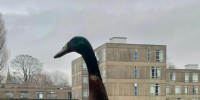 Conheça Long Boi, o pato gigante que está conquistando a internet