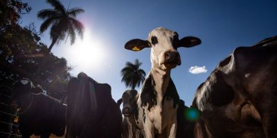 Começa hoje campanha nacional de vacinação contra febre aftosa