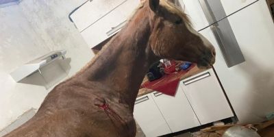 Cavalo cai de telhado e para em cozinha de residência em SP