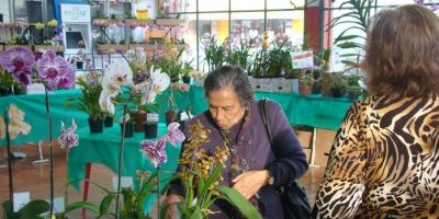 Exposição Regional de Orquídeas de Camaquã teve grande sucesso