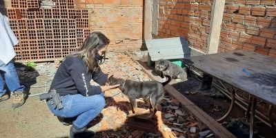 Polícia Civil fiscaliza denúncias de maus tratos a animais na Região Metropolitana