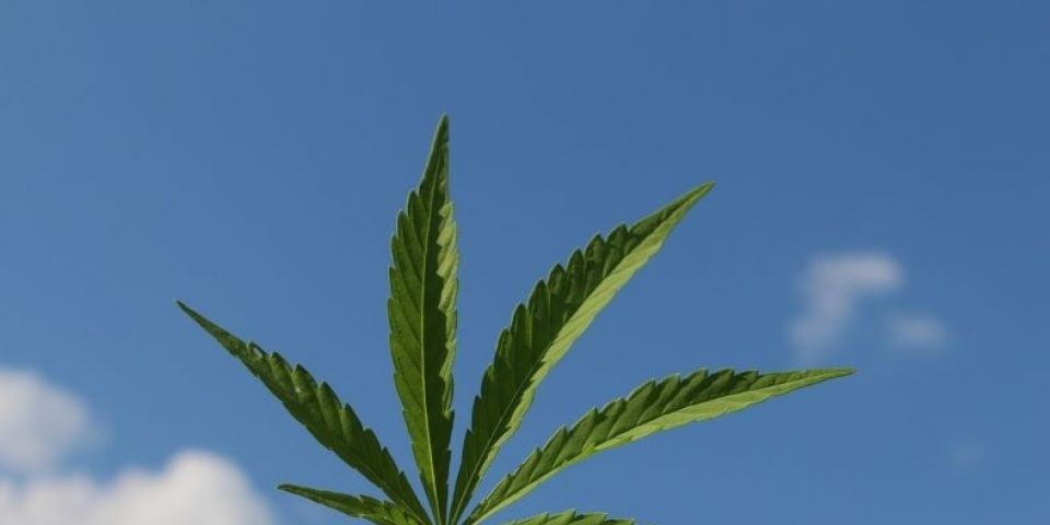 Anvisa autoriza produto à base de cannabis em projeto com a Fiocruz
