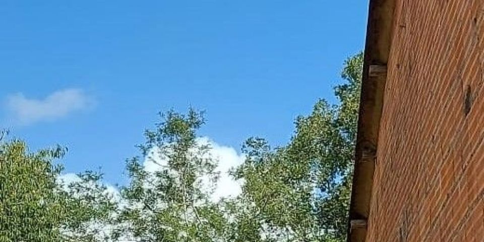 Vigilância ambiental intensifica monitoramento de bugios no interior de Camaquã