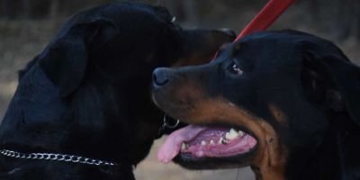 Bebê de 10 meses morre após ser atacado dois Rottweilers