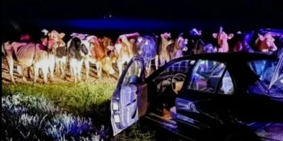 Fugitivo é preso após vacas ajudarem a polícia