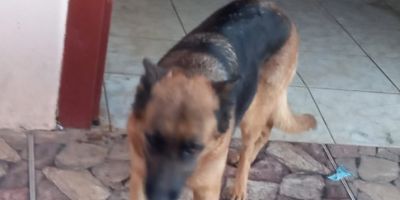 Procura-se por Pretinha, cachorra desaparecida em Camaquã