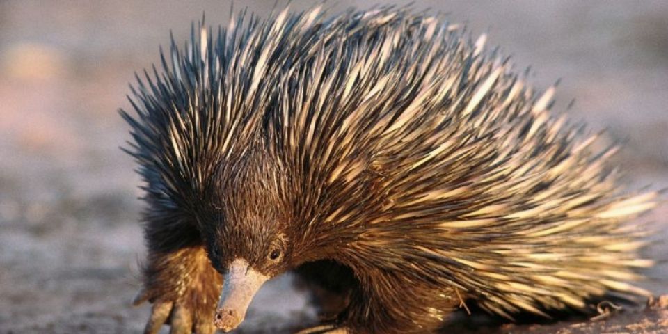 Pênis quádruplo? Conheça equidna, animal australiano que tem uma característica que intriga os cientistas