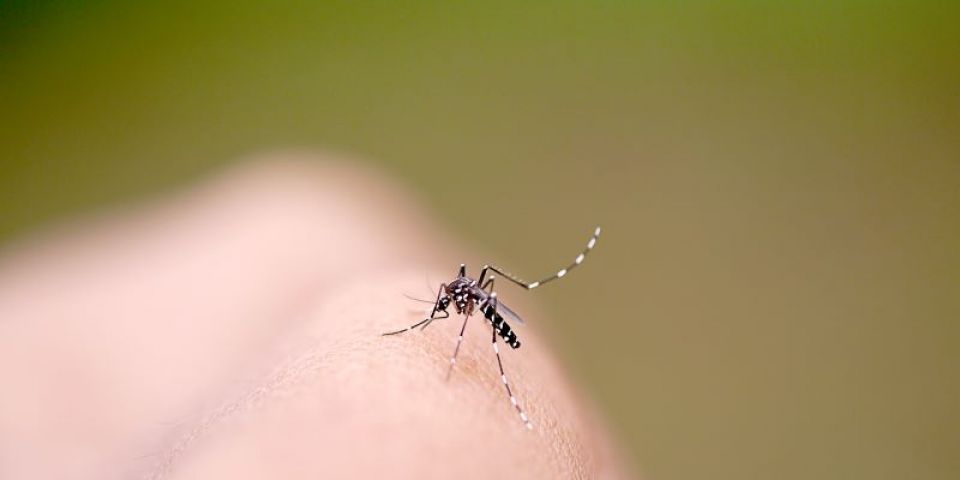 Infestação do Aedes aegypti e baixa cobertura vacinal da febre amarela preocupam Centro de Operações