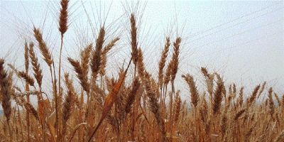 Rio Grande do Sul deve colher maior safra de inverno em 2021