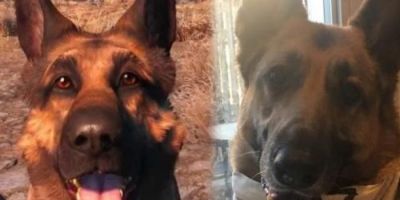 Fallout 4: morre cachorro que inspirou Dogmeat 