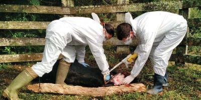 Segundo caso de raiva herbívora é identificado em São Lourenço do Sul